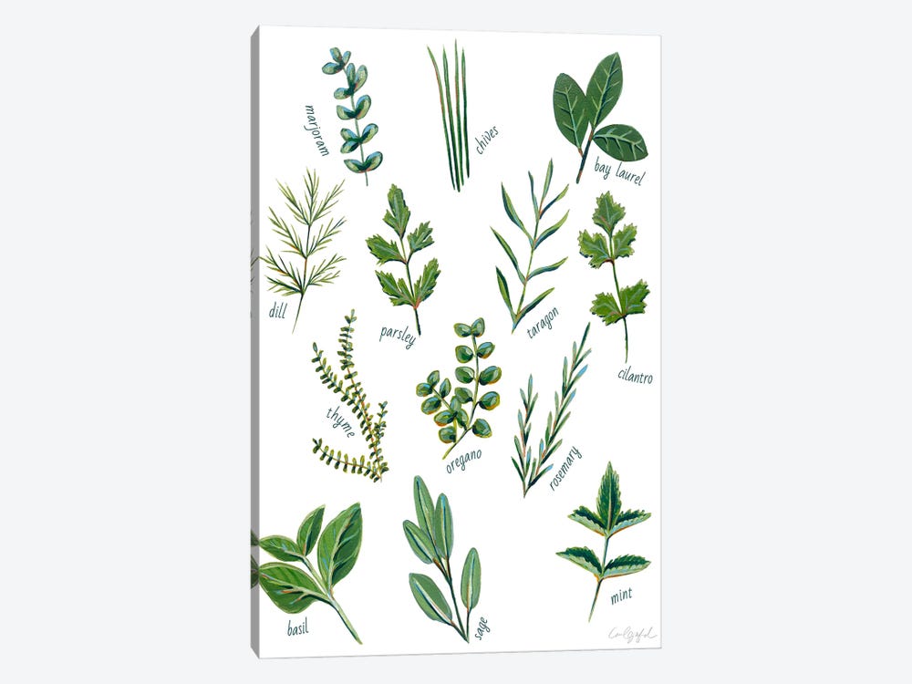 Herbs by Laurel Greenfield 1-piece Canvas Print