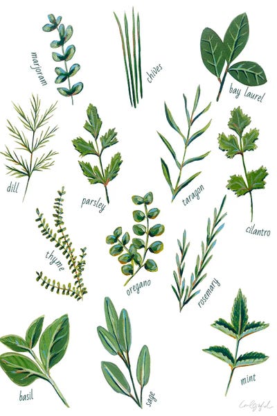 Botanical Illustrations: Herbs by Laurel Greenfield