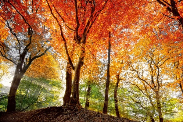Autumn: Prism Of Light by Lars van de Goor