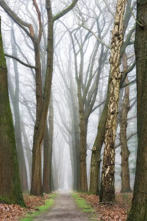 At The End You Will Find A New Beginning by Lars van de Goor wall art