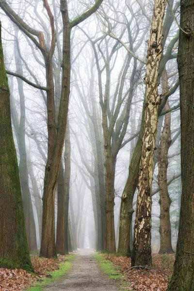 Mist & Fog: At The End You Will Find A New Beginning by Lars van de Goor