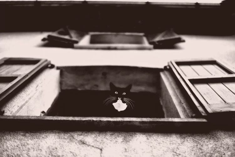 Dali The Cat by Lars van de Goor wall art