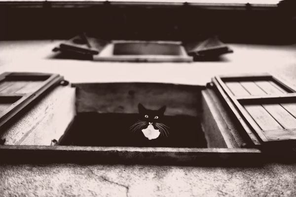 Tuxedo Cats: Dali The Cat by Lars van de Goor