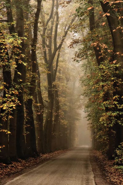 Mist & Fog: Folia by Lars van de Goor