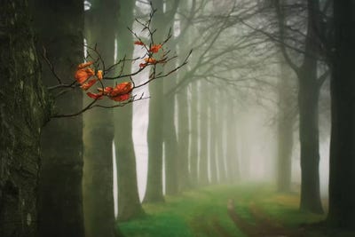 Old & New by Lars van de Goor art print