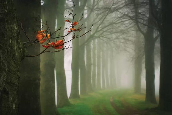 Mist & Fog: Old & New by Lars van de Goor