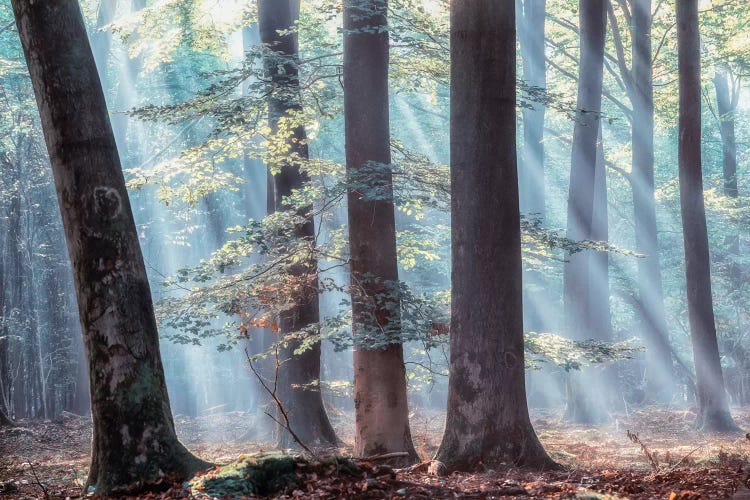 Spellbound by Lars van de Goor wall art