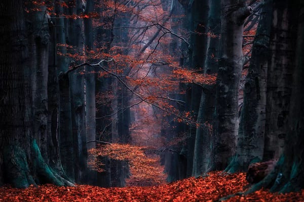 Nature Close-Ups: Synapse by Lars van de Goor