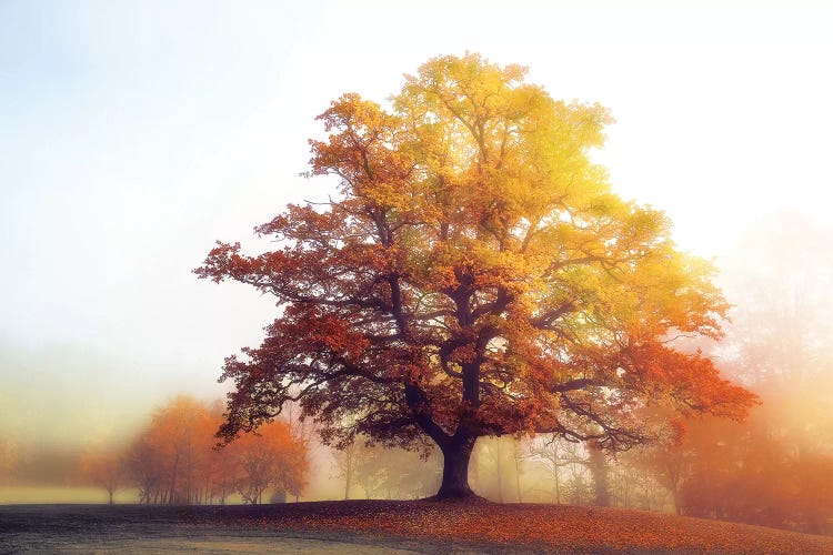 Glowing Warmth by Lars van de Goor wall art