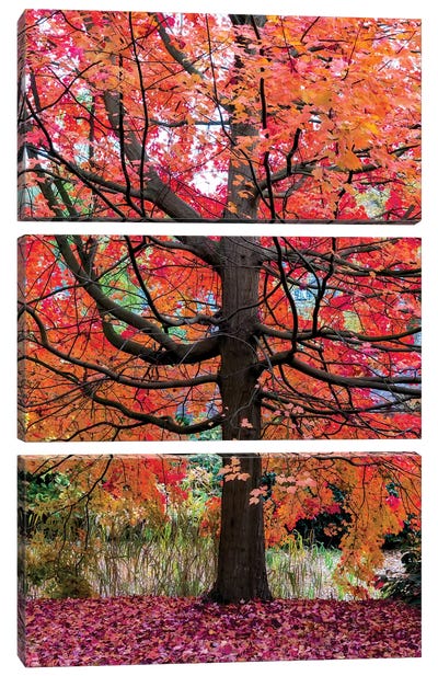 Marvelous Maple Canvas Art Print - Maple Tree Art