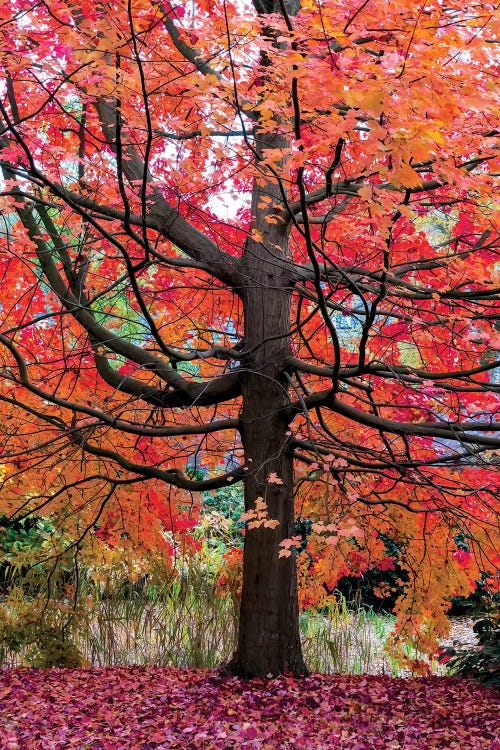 Marvelous Maple by Lars van de Goor wall art