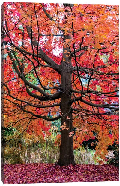 Marvelous Maple Canvas Art Print - Maple Trees