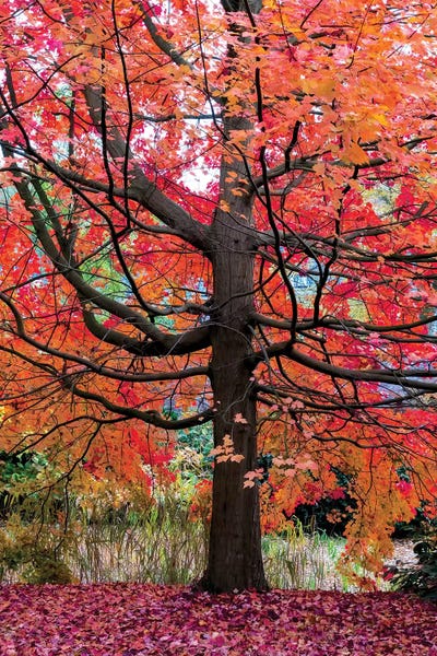 Maple Trees: Marvelous Maple by Lars van de Goor