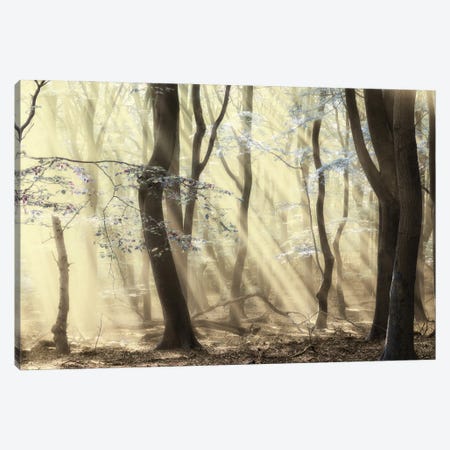Forest Dimensions Canvas Print #LGR35} by Lars van de Goor Art Print