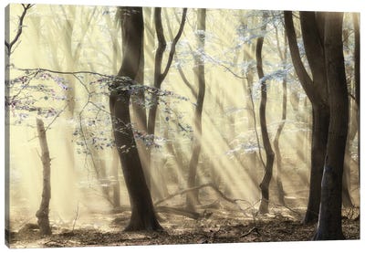 Forest Dimensions Canvas Art Print - Lars van de Goor