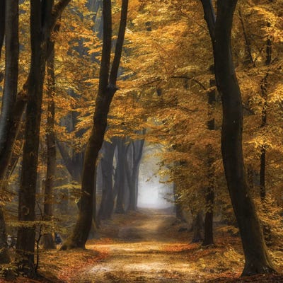 Speuldimensions by Lars van de Goor framed canvas print