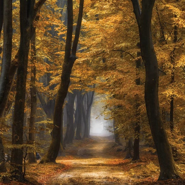 Lars van de Goor: Speuldimensions by Lars van de Goor