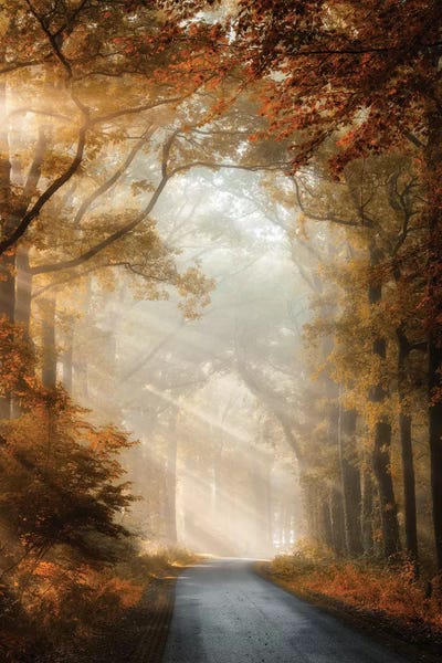 Trails, Paths & Roads: Bliss Is by Lars van de Goor