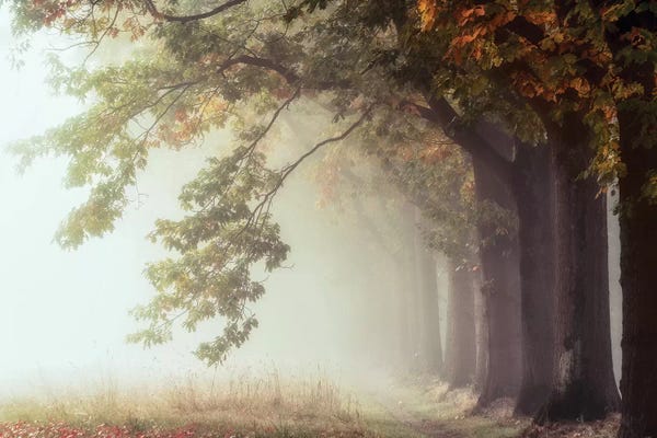 Mist & Fog: Dawnscratchers by Lars van de Goor