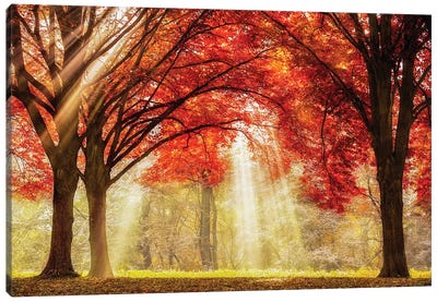 Autumn Red Leaves  Nature Picture Print on Framed Canvas Wall Art Decoration 