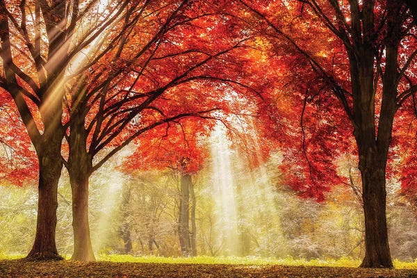 Trails, Paths & Roads: Everland by Lars van de Goor