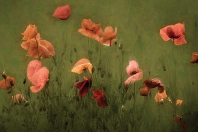 The Wild Bunch by Lars van de Goor framed canvas print