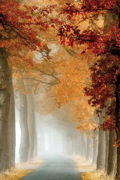 Wonder Curve by Lars van de Goor framed canvas print