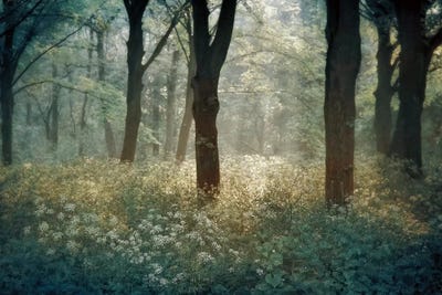 Foret de Tenom by Lars van de Goor framed canvas print