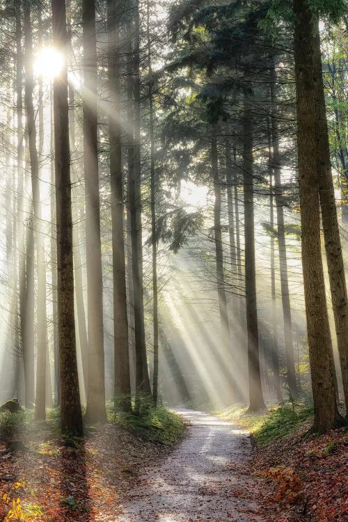 Turning Left Can Be Right by Lars van de Goor wall art