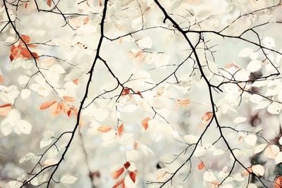 Simplicity by Lars van de Goor framed canvas print