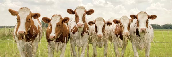 Modern Farmhouse Décor: The F-Side by Lars van de Goor