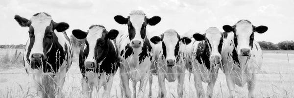 Large Black & White Art - Canvas Prints: Grazing Pasture by Lars van de Goor