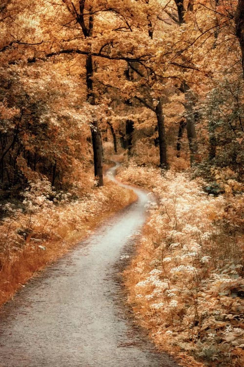 Autumn Pathway Trees Leaves on Road Walk Way Canvas Pictures Wall Art Prints 