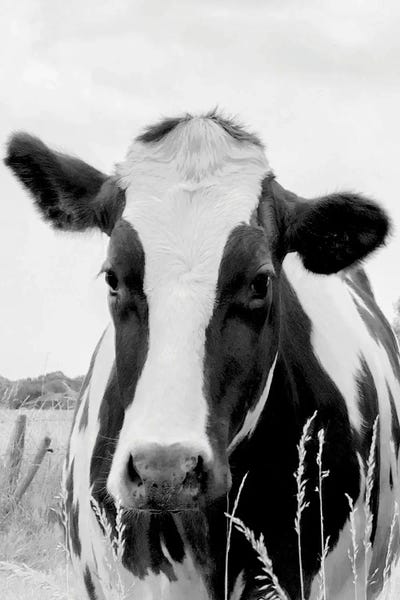 On the Pasture by Lars van de Goor framed canvas print