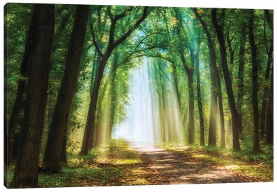 Curtain Of Light Canvas Art Print - Scenic & Nature Photography