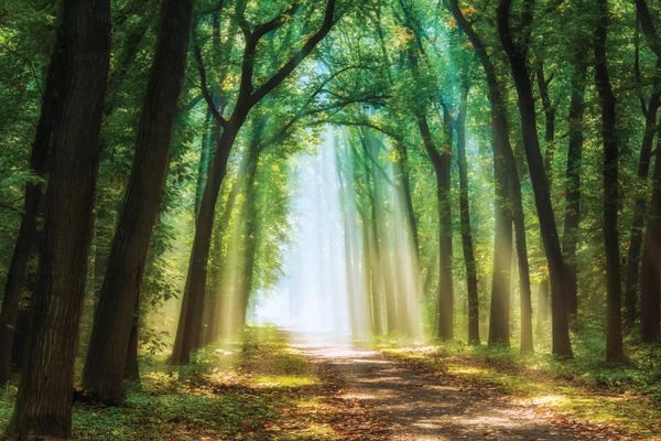 Large Photography - Canvas Prints: Curtain Of Light by Lars van de Goor