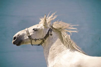 Scratch by Lars van de Goor framed canvas print
