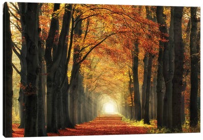 Autumn Tree Illustration SQUARE CANVAS WALL ART Print Picture 