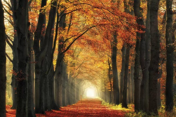 Lars van de Goor: In Love With Fall Again by Lars van de Goor