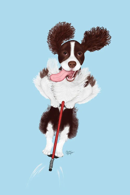 Springer Spaniel (Brown And White)