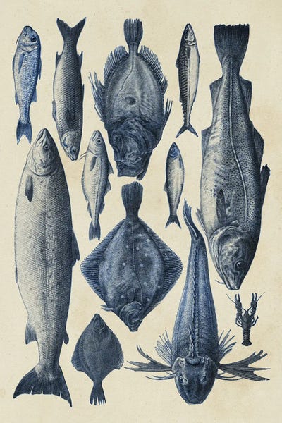 Fine Art Print: Blue Fish Chart I by Alicia Longley