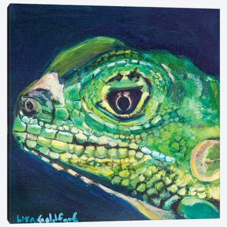 Juvenile Iguana Portrait Canvas Print #LGZ17} by Lisa Goldfarb Art Print