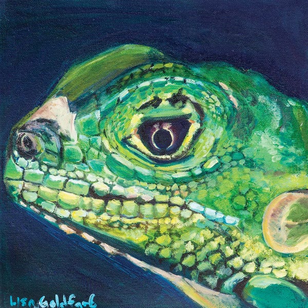 Lisa Goldfarb: Juvenile Iguana Portrait by Lisa Goldfarb