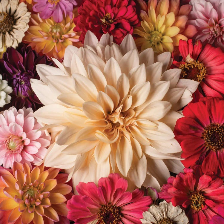 Dahlia Waltz by Leah McLean wall art