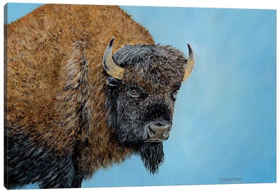 Forever Run Canvas Art Print - Bison & Buffalo Art