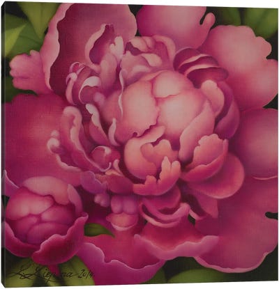 Pink Peony Canvas Art Print - Similar to Georgia O'Keeffe