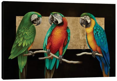 Three Friends Canvas Art Print - Macaw Art