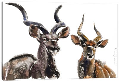 Antelope Charm Canvas Art Print - Antelope Art