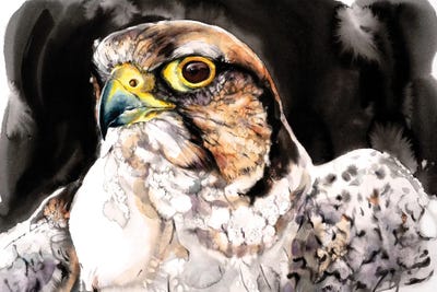 Falcons