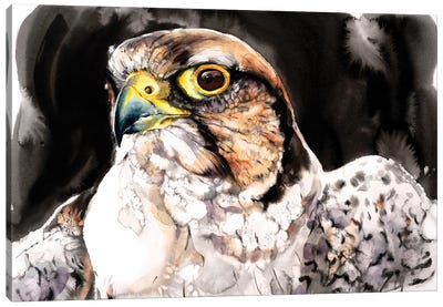 Falcon II Canvas Art Print - Falcons